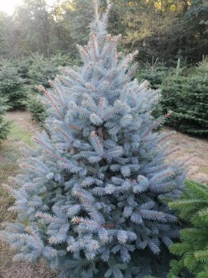 Blaufichte mit bläulich schimmernden Nadeln