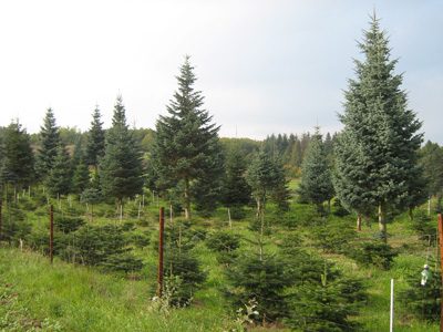 Coloradotanne mit langen, weichen Nadeln