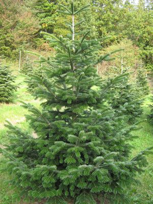 Nordmanntanne in der Christbaumkultur